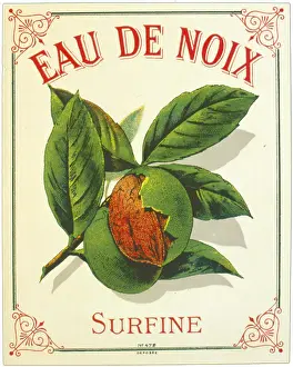 Nuts: Label design for coconut water
