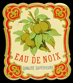 Nuts: Label design for coconut water
