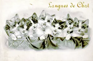 Biscuits: Label design for Langues de Chat