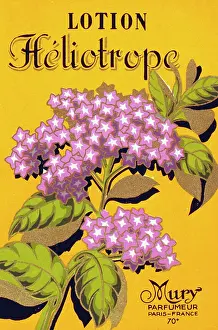 Lotion: Label design for Lotion Heliotrope