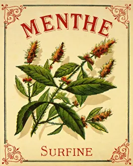 Retrograph: Label design for Menthe (Peppermint)