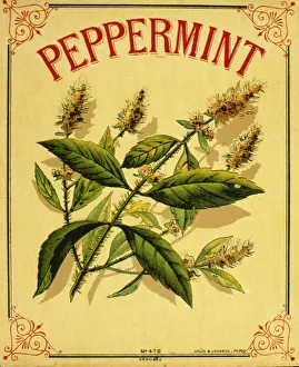 Mint: Label design for Peppermint flavouring