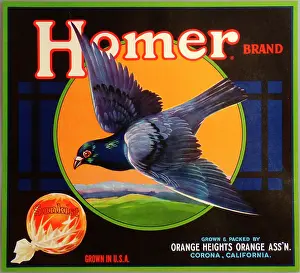 Label, Homer Brand Sunkist oranges, California, USA