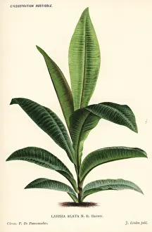 Alata: Labisia alata
