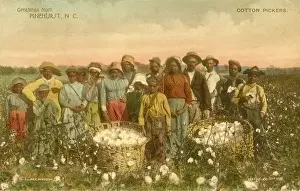 Merrow: Labor - Cotton - African-American