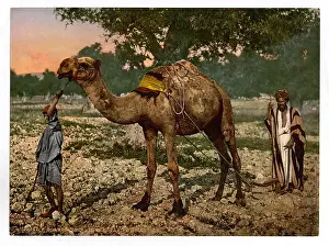 Esdraelon: Laborers, Plain of Esdraelon, Holy Land, (i.e. Plain of Jez