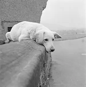 Coping: Labrador