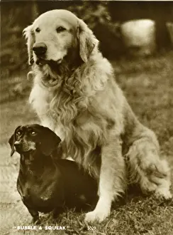 Dachshunds: Labrador and Dachshund, Bubble and Squeak
