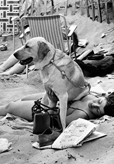 Comfortable: Labrador Dog sitting on lady - Welsh Beach