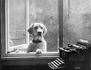 Crediton: Labrador dog at window, with typewriter, Crediton, Devon