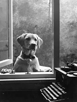 Crediton: Labrador dog at window, with typewriter, Crediton, Devon