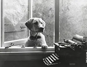 Crediton: Labrador dog at window, with typewriter, Crediton, Devon