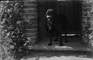 Doorstep: A Labrador at the Doorstep