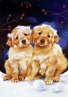 Snowballs: Labrador Puppies in the Snow