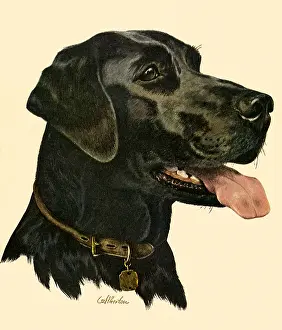 Atherton: Labrador Retriever