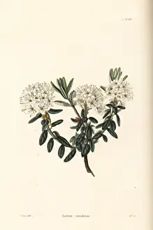 Shotter: Labrador tea, Ledum canadense