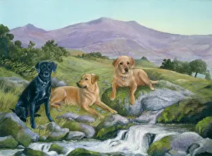 Winnie: Labradors ? three dogs in landscape