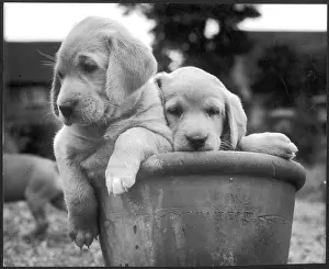 Flowerpot: LABRADORS IN POT