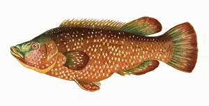 Spotty: Labrus bergylta, or Ballan Wrasse