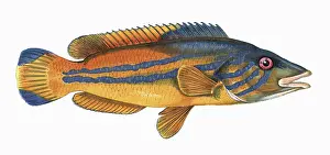 Cuckoo: Labrus mixtus, or Cuckoo Wrasse