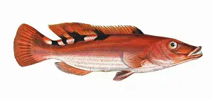 Wrasse: Labrus trimaculatus, or Three-Spotted Wrasse