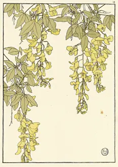Pochoir: Laburnum