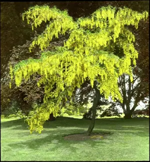 Fagaceae: Laburnum and Copper Beech