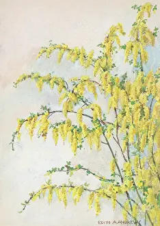 Laburnum: Laburnum - Gardens