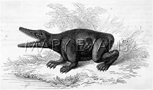 Labyrinthodont: LABYRINTHODONT/ENGRAVING