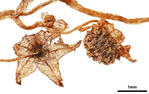 Pandanales: Lacandonia schismatica