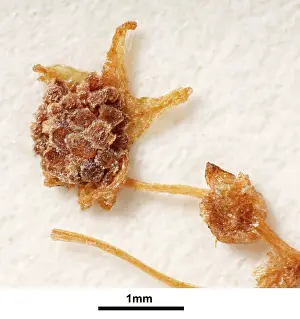 Monocot: Lacandonia schismatica