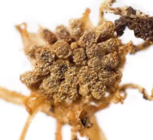 Monocot: Lacandonia schismatica