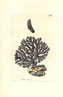 Violacea: Lace coral, Distichopora violacea