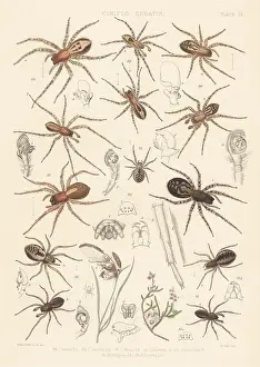 Arachnology: Lace-webbed and lace-weaver spiders