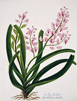Rubra: Laceolabinuin rubra, tree orchid