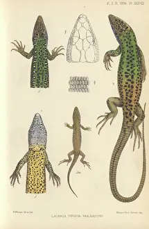 Scaled: Lacerta viridis, green lizard