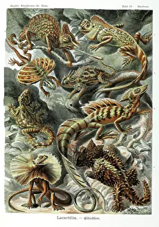 Scaled: Lacertilia, lizards