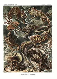 Glitsch: Lacertilia lizards and chameleons