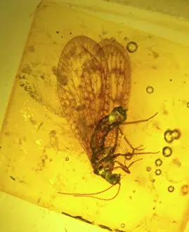 Iridescent: Lacewing in amber