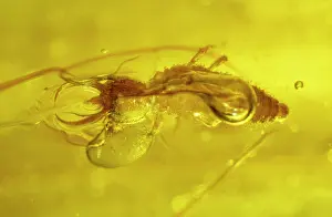 Palaeogene: Lacewing larva in amber