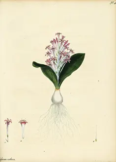 Volume 1: Lachenalia ensifolia