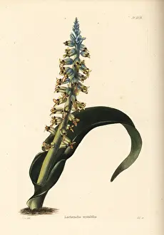 Mutabilis: Lachenalia mutabilis