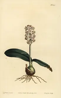 Pallida: Lachenalia pallida
