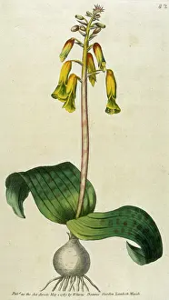 Tricolor: Lachenalia Tricolor