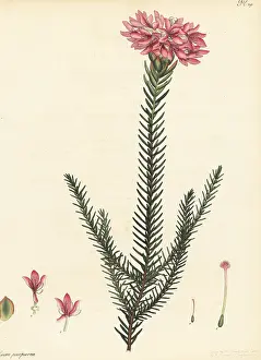 Botanical Artist: Lachnaea eriocephala