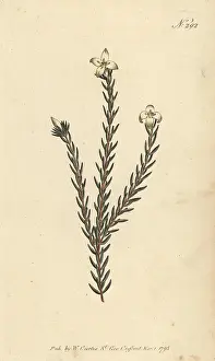 William Curtis: Lachnaea grandiflora