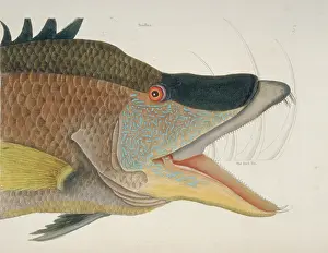 Labridae: Lachnolaimus maximus, hogfish