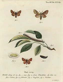 Esper: Lackey moth, Malacosoma neustria