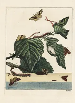 Metamorphoses: Lackey moth, Malacosoma neustria, and caterpillar