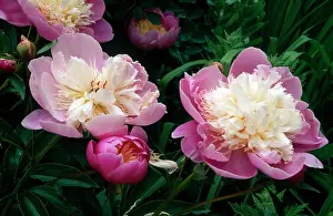 Paeonies: Lactiflora Aureole Bowl of Beauty
